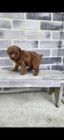 Daisy, a female Poodle - Toy  for sale in Grabill, IN – Photo 8 of 10