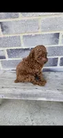 Daisy, a female Poodle - Toy  for sale in Grabill, IN – Photo 6 of 10