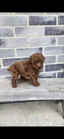 Daisy, a female Poodle - Toy  for sale in Grabill, IN – Photo 10 of 10