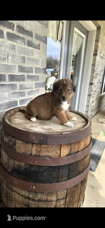 Bear – Collie puppy for sale in Grabill, IN
