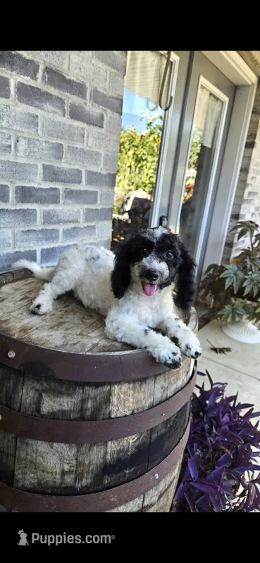 Coco – Miniature Bernedoodle puppy for sale in Grabill, IN