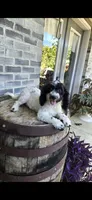 Coco, a female Miniature Bernedoodle for sale in Grabill, IN – 1 of 7