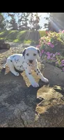 Rosie, a female Dalmatian for sale in Grabill, IN – 2 of 4