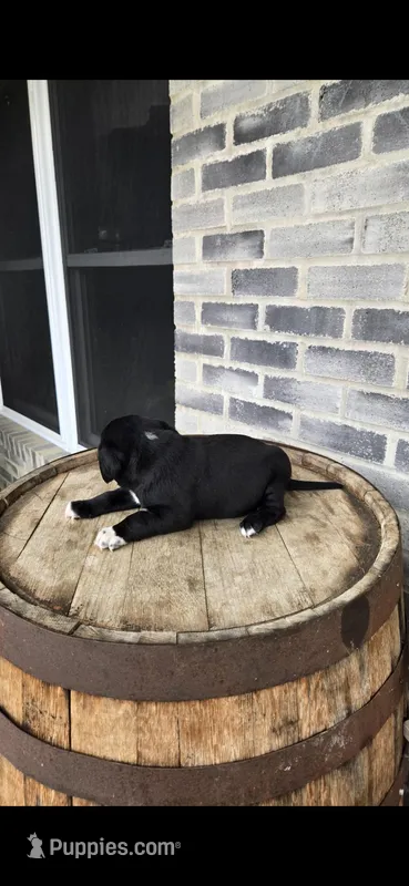 Jasper – Dalmatian, Golden Retriever puppy for sale in Grabill, IN