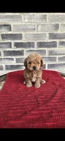 Bear, a male Poodle - Toy  for sale in Grabill, IN – 4 of 6