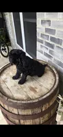 Midnight , a male Miniature Bernedoodle for sale in Grabill, IN – 5 of 7