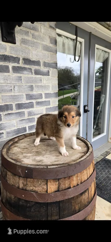 Jax – Collie puppy for sale in Grabill, IN