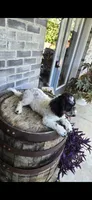 Coco, a female Miniature Bernedoodle for sale in Grabill, IN – 2 of 7