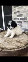 Oreo, a male Miniature Bernedoodle for sale in Grabill, IN – 6 of 10
