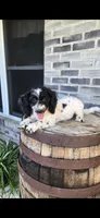 Coco, a female Miniature Bernedoodle for sale in Grabill, IN – 7 of 7