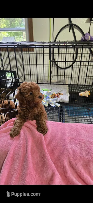 Jazz  – Poodle - Toy  puppy for sale in Grabill, IN