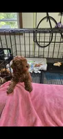 Jazz , a female Poodle - Toy  for sale in Grabill, IN – 1 of 7