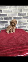 Bear, a male Poodle - Toy  for sale in Grabill, IN – 2 of 6