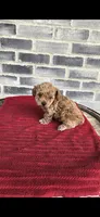Bear, a male Poodle - Toy  for sale in Grabill, IN – 3 of 6