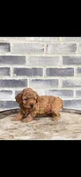 Ruby, a female Poodle - Toy  for sale in Grabill, IN – 5 of 5