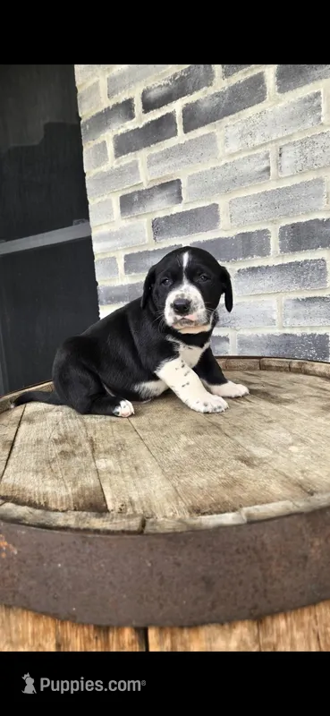 Rocky – Dalmatian, Golden Retriever puppy for sale in Grabill, IN