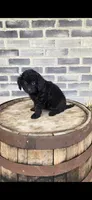 Mocha, a female Miniature Bernedoodle for sale in Grabill, IN – 6 of 7