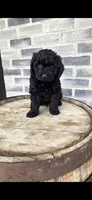 Midnight , a male Miniature Bernedoodle for sale in Grabill, IN – 3 of 7