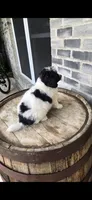 Oreo, a male Miniature Bernedoodle for sale in Grabill, IN – 10 of 10