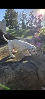 Pongo, a male Dalmatian for sale in Grabill, IN – 3 of 7