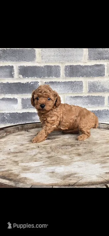Ruby – Poodle - Toy  puppy for sale in Grabill, IN
