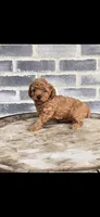 Ruby, a female Poodle - Toy  for sale in Grabill, IN – 1 of 5