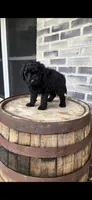 Midnight , a male Miniature Bernedoodle for sale in Grabill, IN – 6 of 7