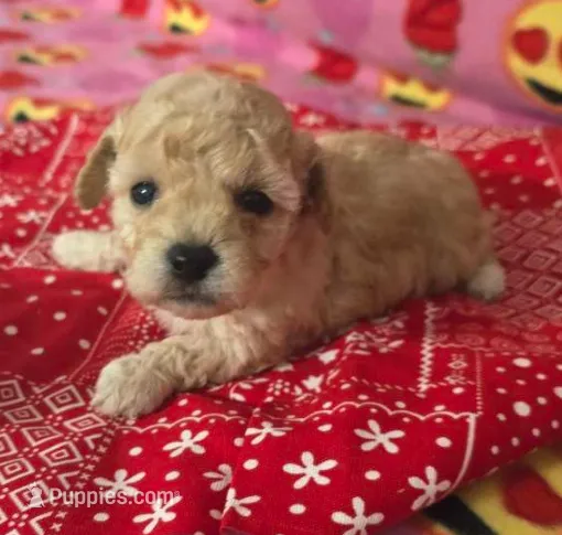 Daisy, a female Poodle - Toy  for sale in Grabill, IN – Photo 3 of 9