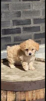 Bella, a female Poodle - Toy  for sale in Grabill, IN – Photo 8 of 8