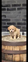Bella, a female Poodle - Toy  for sale in Grabill, IN – Photo 1 of 8