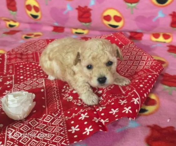 Daisy, a female Poodle - Toy  for sale in Grabill, IN – Photo 2 of 9