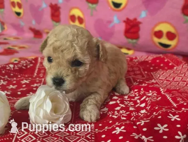 Daisy, a female Poodle - Toy  for sale in Grabill, IN – Photo 4 of 9