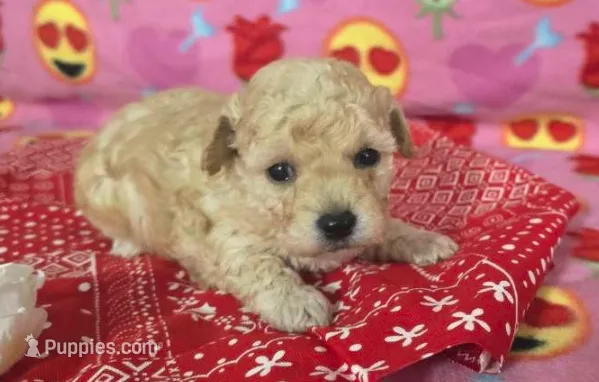Daisy, a female Poodle - Toy  for sale in Grabill, IN – Photo 7 of 9