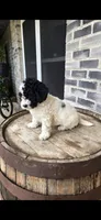 Coco, a female Miniature Bernedoodle for sale in Grabill, IN – 9 of 10