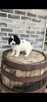 Coco, a female Miniature Bernedoodle for sale in Grabill, IN – 5 of 10