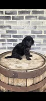 Mocha, a female Miniature Bernedoodle for sale in Grabill, IN – 5 of 7