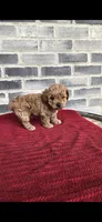 Bear, a male Poodle - Toy  for sale in Grabill, IN – 5 of 6