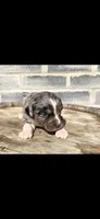 Stone, a male Miniature Aussiedoodle for sale in Grabill, IN – 3 of 7