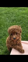 Daisy, a female Poodle - Toy  for sale in Grabill, IN – 6 of 10