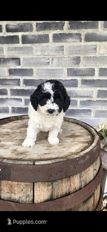 Coco – Miniature Bernedoodle puppy for sale in Grabill, IN