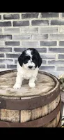 Coco, a female Miniature Bernedoodle for sale in Grabill, IN – 1 of 10