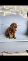 Jazz , a female Poodle - Toy  for sale in Grabill, IN – 3 of 7