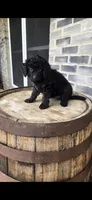 Mocha, a female Miniature Bernedoodle for sale in Grabill, IN – 4 of 7