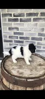 Oreo, a male Miniature Bernedoodle for sale in Grabill, IN – 8 of 10