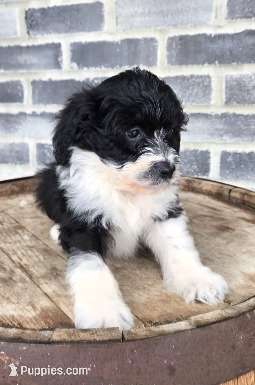 processed/e9df9cdc-d092-4453-8c93-b43ba803cecb/listing/655695a5-44d1-4428-abd8-2829ba7480b3/19b5a92c-e4f8-43d6-9474-80aa05d9ef33