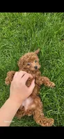 Daisy, a female Poodle - Toy  for sale in Grabill, IN – 2 of 10