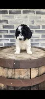 Coco, a female Miniature Bernedoodle for sale in Grabill, IN – 8 of 10