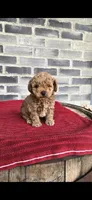 Bear, a male Poodle - Toy  for sale in Grabill, IN – 6 of 6