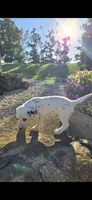 Pongo, a male Dalmatian for sale in Grabill, IN – 7 of 7