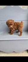Daisy, a female Poodle - Toy  for sale in Grabill, IN – 7 of 10